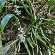 Polystachya cultriformis .orchidaceae. indigène Réunion. (2).jpeg